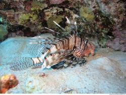 Photo Textures of Underwater World